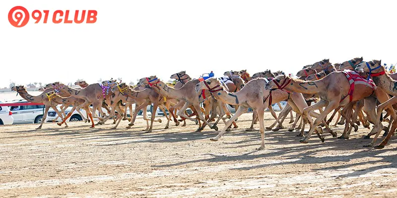 Camel Racing 2025