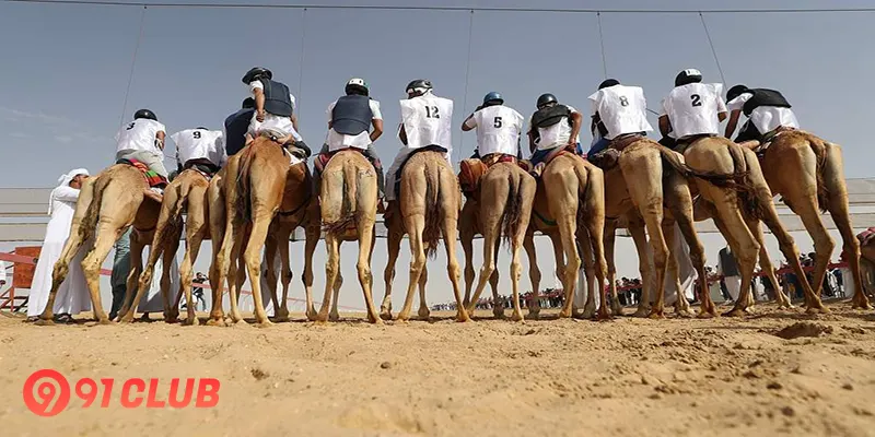 The Popularity of Camel Racing