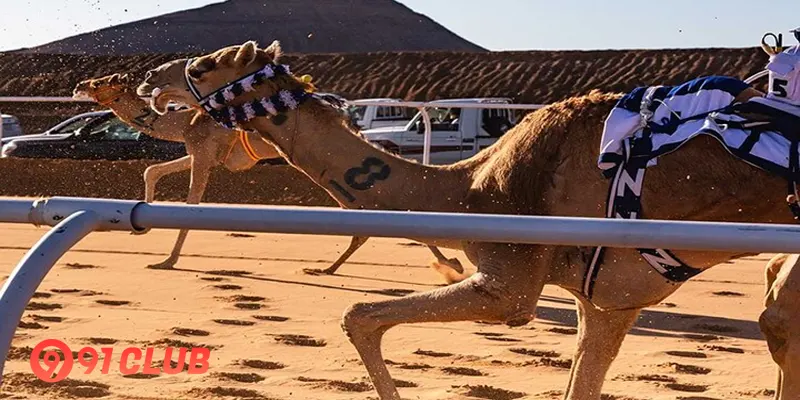 91 Club: The Best Place to Bet on Camel Racing